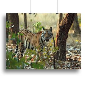Bengal Tiger Canvas Print or Poster (Type: Poster Print, size: 16" x 12" / 42cm x 30cm (approx))