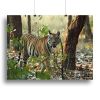 Bengal Tiger Canvas Print or Poster