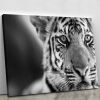 Beautiful young tiger Canvas Print or Poster